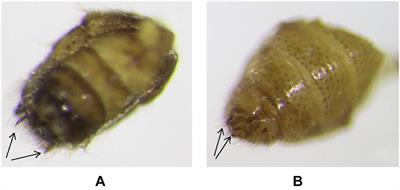 Effectiveness of the Brown Lacewing, Sympherobius barberi Banks as a Biological Control Agent of the Asian Citrus Psyllid Diaphorina citri Kuwayama